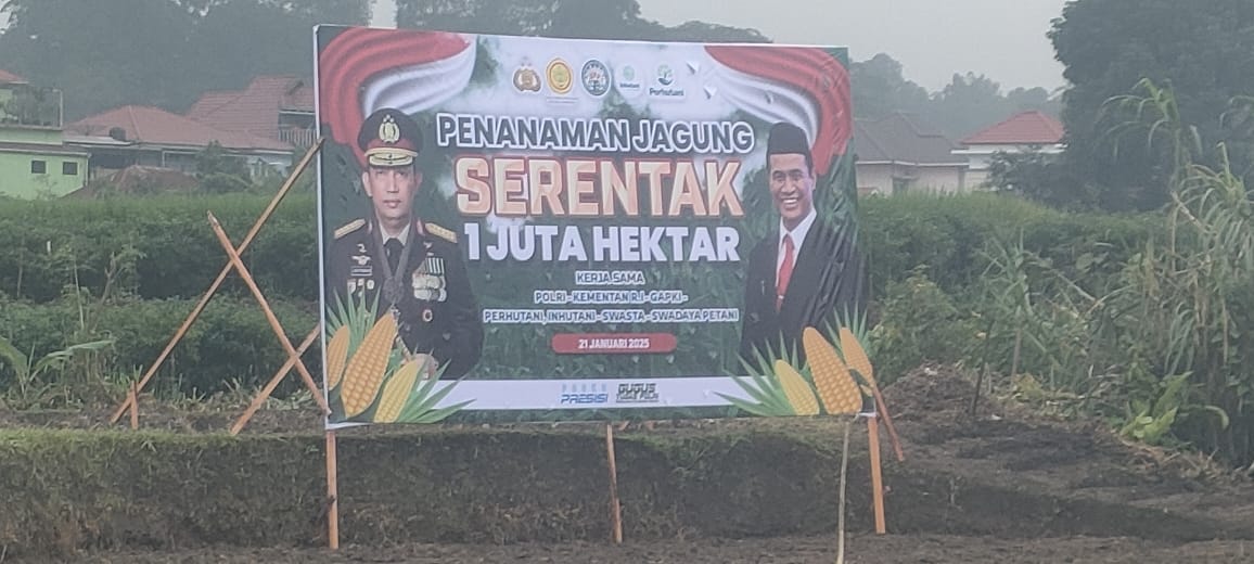 Tanam Jagung 21 Januari